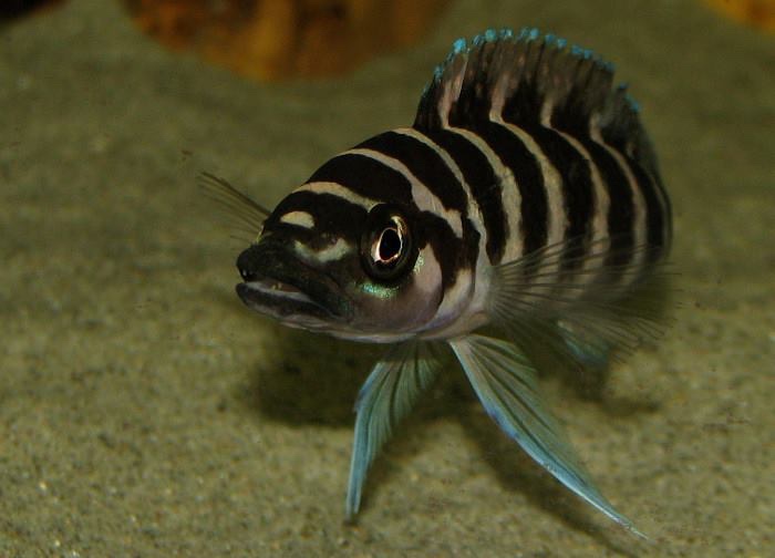 Neolamprologus cylindricus